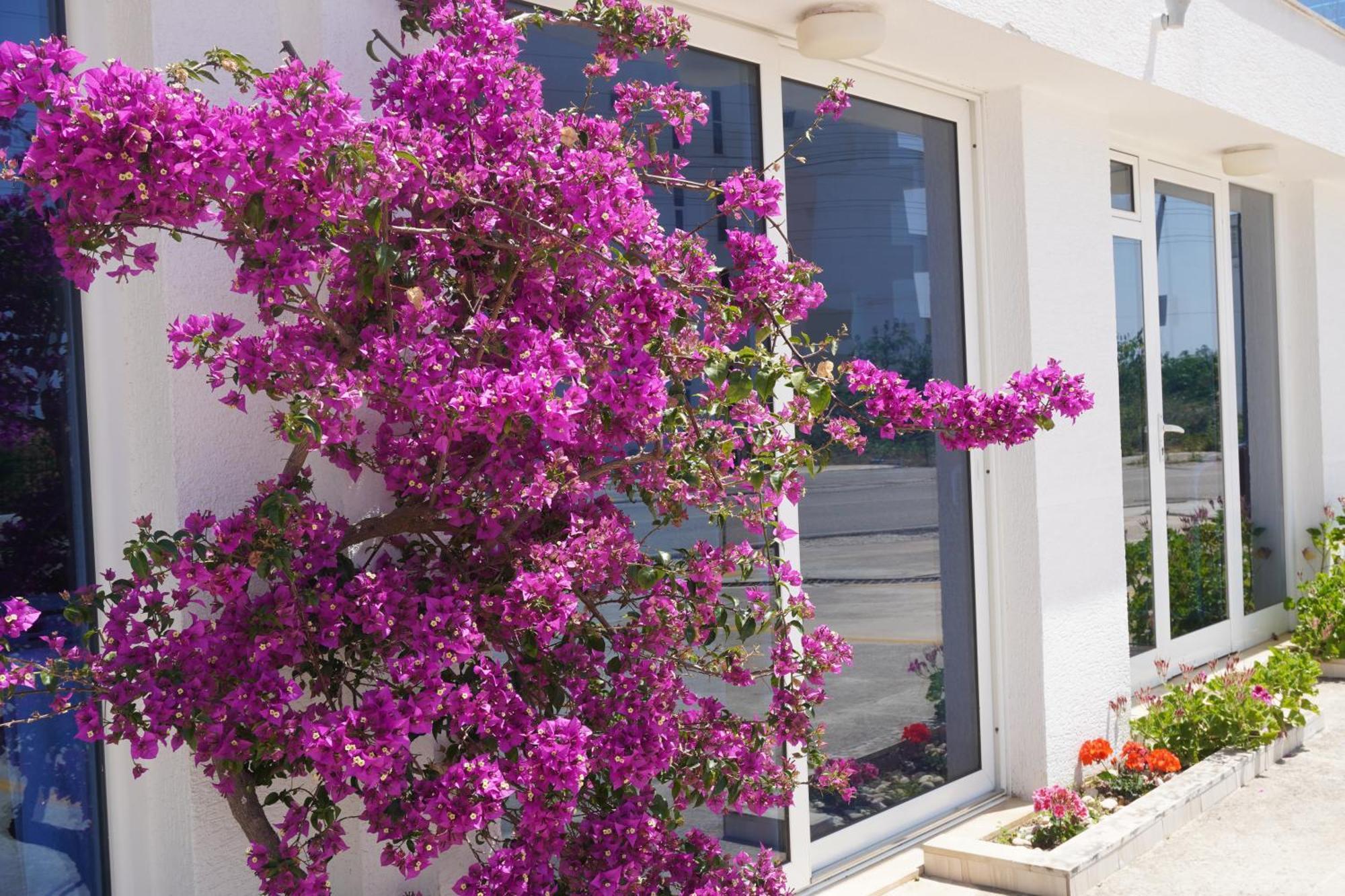 Hotel Agel ساراندا المظهر الخارجي الصورة